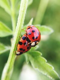 Close-up of ladybugs mating on plant