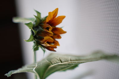 Close-up of orange flower on plant at home