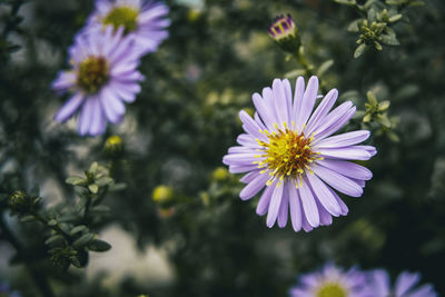 Close-up of purple flowering plants