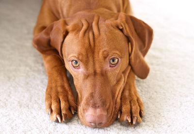 Portrait of dog relaxing on floor