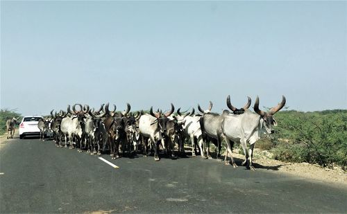 Horse cart on road against sky