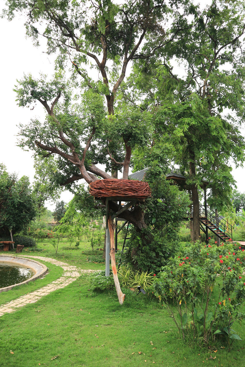 VIEW OF TREES IN A PARK