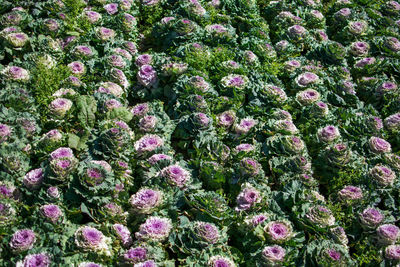 High angle view of pink flowering plants on field