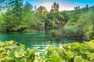 Scenic view of lake in forest against sky