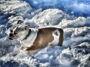 Dog lying in the sky