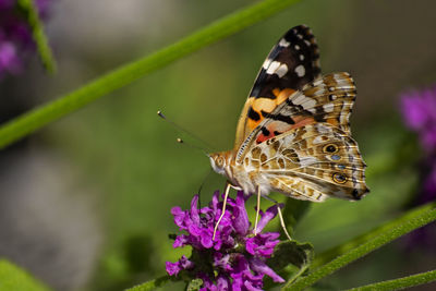 Close-up of butterfly pollinating on purple flower