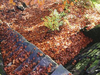 Leaves in autumn