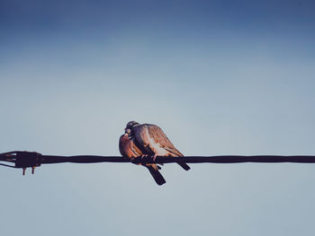 Pigeons in love