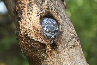 Close-up of tree trunk