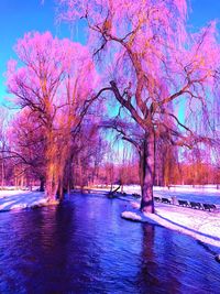 Bare trees on frozen river against sky during winter