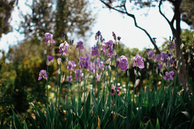 Close-up of purple flowering plants on field