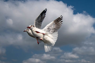 Low angle view of seagulls flying