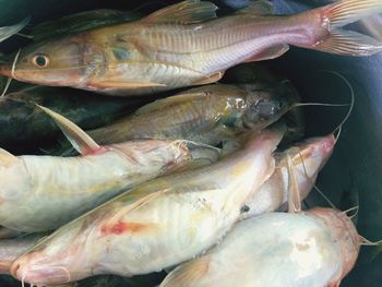Close-up of fish for sale in market