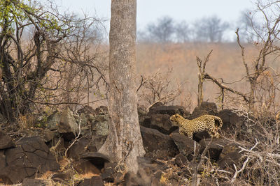 View of a reptile in the forest