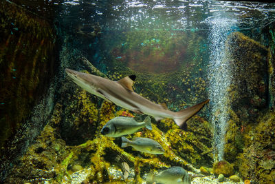 Shark swimming in fish tank at aquarium