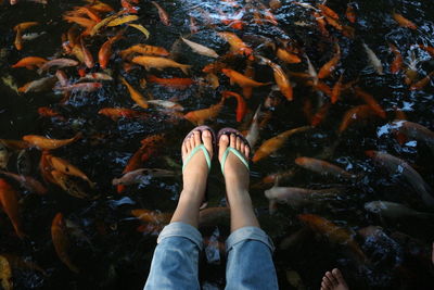 Low section of person with fish in water