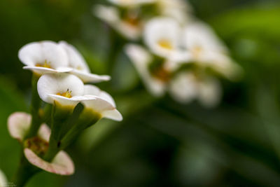 Close-up of white flower