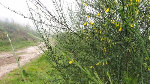 Close-up of yellow flowering plant on field