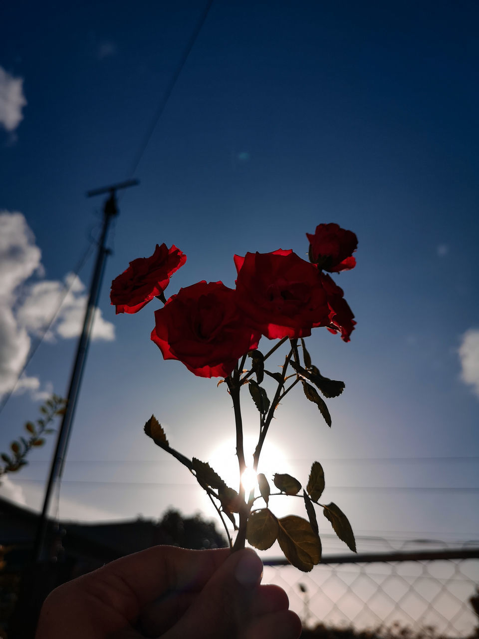 CLOSE-UP OF RED ROSE PLANT AGAINST SKY