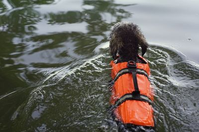 Cute little grey brown silver poodle dog swimming with life vest