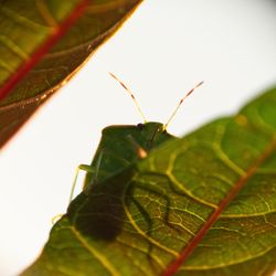 Close-up of insect on leaf