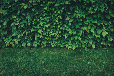 Full frame shot of plants growing on field