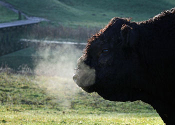 Close-up of cow on field