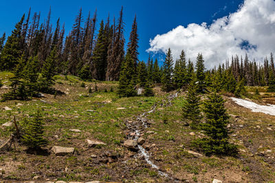 Pine trees in forest against sky