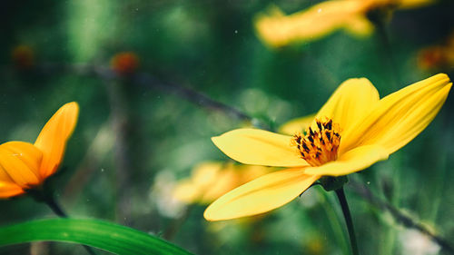 Close-up of yellow flowers