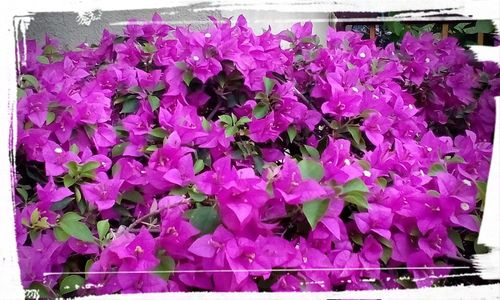 Beautiful purple flowers blooming outdoors