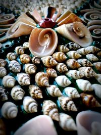 High angle view of shells