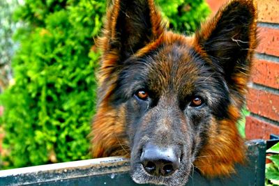 Close-up portrait of dog