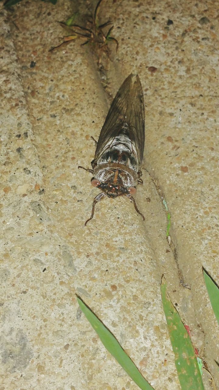 HIGH ANGLE VIEW OF INSECT ON WALL