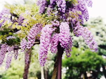 Close-up of purple flowering plant