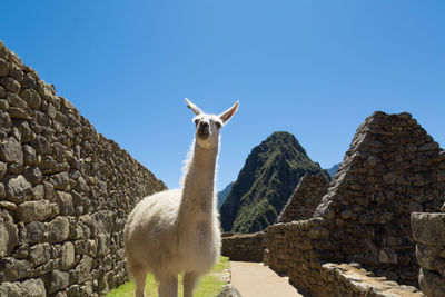 Llama standing at old ruins against clear blue sky