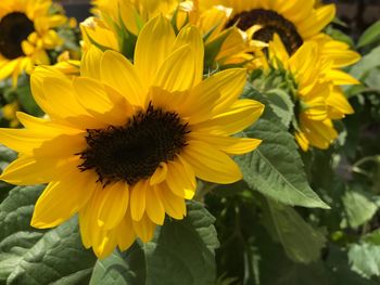 Close-up of sunflower blooming outdoors