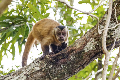 Low angle view of monkey on tree