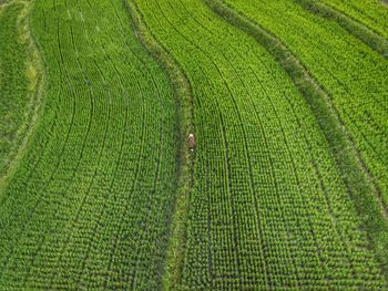 Scenic view of agricultural field