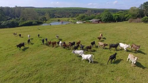 Cows grazing on field