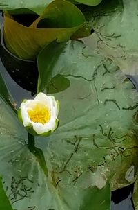 Close-up of yellow rose in water