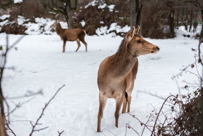 Mammals standing on snow covered land