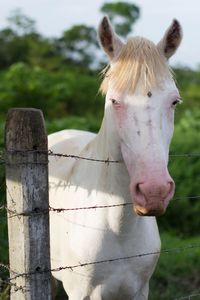 Close-up portrait of horse