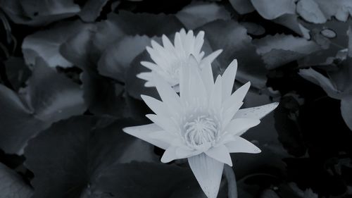 Close-up of flowers blooming outdoors