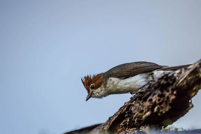 Low angle view of bird perching on wood against sky