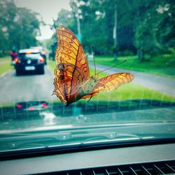 Close-up of butterfly perching on road