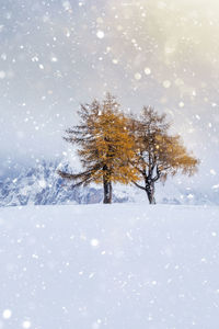 Tree on snowcapped mountain against cloudy sky