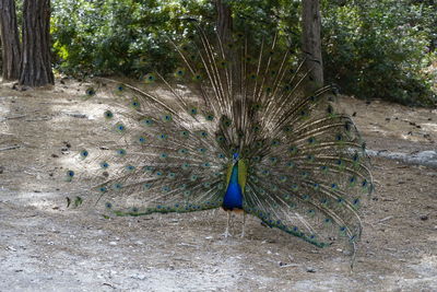 Close-up of peacock