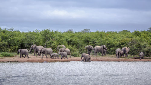 Elephants in lake