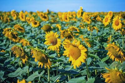 Close-up of yellow flowering plant