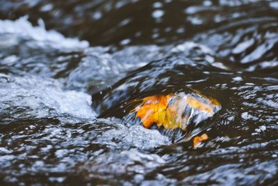 High angle view of koi carps swimming in lake